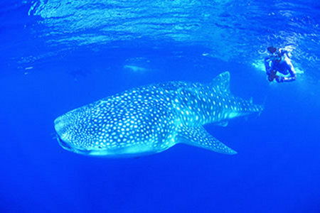Ningaloo Reef Resort - Accommodation Fremantle 1