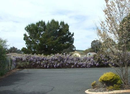 Lilac City Motor Inn & Streakhouse - Accommodation Fremantle 1