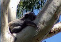 Dunbogan Caravan Park - Accommodation Fremantle 2