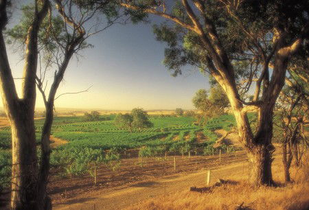 BIG 4 Barossa Tourist Park - Accommodation Fremantle 5