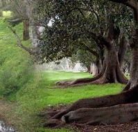 Rivergum Cottage - Accommodation Fremantle