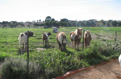 Redwing Shearer's Quarters - Accommodation Fremantle 1