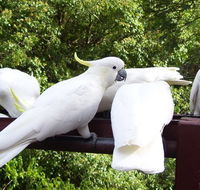 Lorikeet Lane BB - Accommodation Fremantle