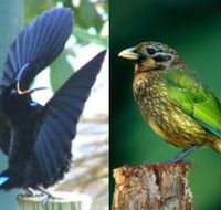 Chambers Wildlife Rainforest Lodges - Accommodation Fremantle