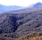 Callicoma Hill Eco-Cabins - Accommodation Fremantle