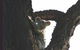 Hillsdale Hideaway Bed And Breakfast - thumb 5