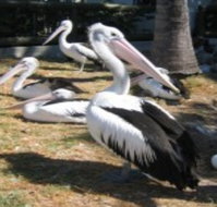 Christmas Cove Caravan Park - Accommodation Fremantle