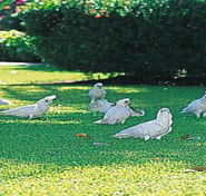 Aurora Kakadu - Accommodation Fremantle