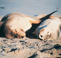 Barbaree Cottage - Accommodation Fremantle