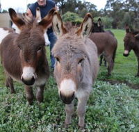 Donkey Tales Farm Cottages - Accommodation Fremantle