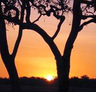 Coodardie Station Stay - Accommodation Fremantle
