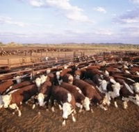 Bond Springs Outback Retreat - Accommodation Fremantle