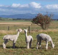 Promhills Cabins - Accommodation Fremantle