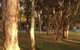 Gateway Lifestyle The Pines - thumb 12