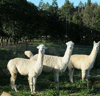 Blackwattle Farm BampB and Farm Stay - Accommodation Fremantle