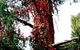 A Winter-rose Cottage B&B - thumb 7