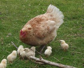 Eden Orchard And Farmstay - Accommodation Fremantle 3