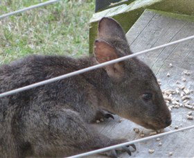 Launceston Bed And Breakfast Retreat - Accommodation Fremantle 1