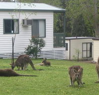 Halls Gap Caravan Park - Accommodation Fremantle