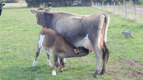 Animal Land - Accommodation Fremantle 0