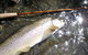 Riverview Lodge - thumb 3