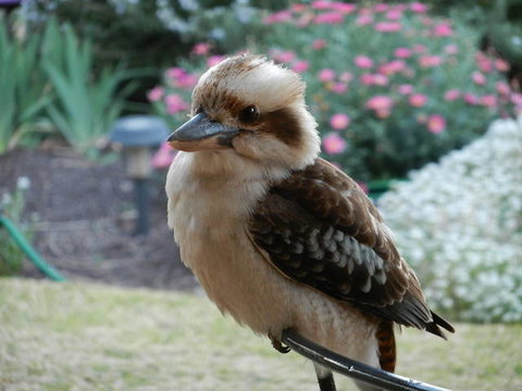Glenbar Cottage - Accommodation Fremantle 0