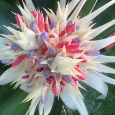 Bromeliad Bed And Breakfast - Accommodation Fremantle 11