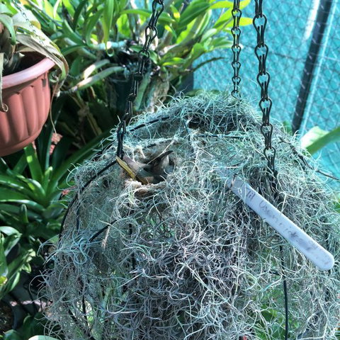 Bromeliad Bed And Breakfast - Accommodation Fremantle 13