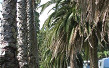 Barlings Beach Holiday Park - Accommodation Fremantle 2