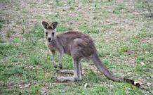 Burrinjuck Waters Holiday Park Accommodation - Accommodation Fremantle 1