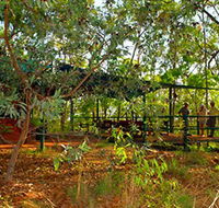 Arnhemland Barramundi Nature Lodge - Accommodation Fremantle