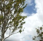 Glen Villa Resort and Tourist Park Casino - Accommodation Fremantle