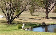 Sapphire City Caravan Park - Accommodation Fremantle 4