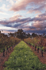 Lamonts Winery Restaurant  Gallery - Accommodation Fremantle