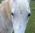 Eaglewood B and B and Farmstay - Accommodation Fremantle
