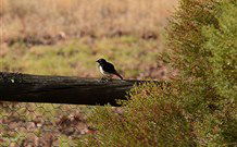 Lake Paika Station Farmstay - Accommodation Fremantle 1