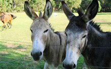 Red Hill Organics Farmstay - Accommodation Fremantle 5