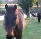 Reynella Kosciusko Rides Accommodation - Accommodation Fremantle