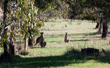 Amazing Country Escapes - Lakeview Luxury Cabins - Accommodation Fremantle 2