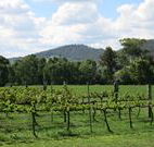 Jessica's Guest House and Vineyard - Accommodation Fremantle