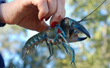 Valley View Cottage Hunter Valley - Accommodation Fremantle 3