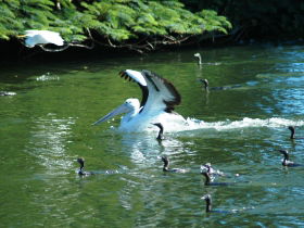 Alexander Lakeside Bed And Breakfast - Accommodation Fremantle 1