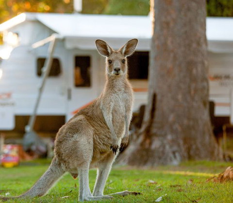 BIG4 Sunshine South West Rocks Holiday Park - Accommodation Fremantle 5