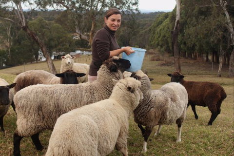 Blueberry Hills On Comleroy - Accommodation Fremantle 7