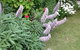 Padthaway Caravan Park - thumb 8