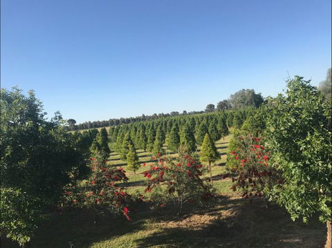 Rutherglen Christmas Trees Farm Stay - Accommodation Fremantle 0