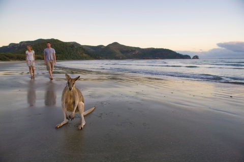 Cape Hillsborough National Park Camping - Accommodation Fremantle 1