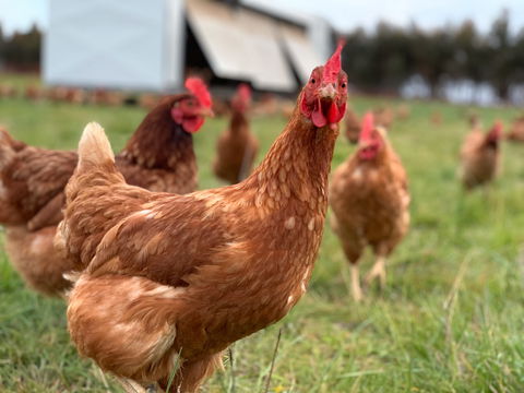 Rocklea Farm - Accommodation Fremantle 1