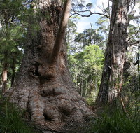 Valley of the Giants Cottage - Accommodation Fremantle