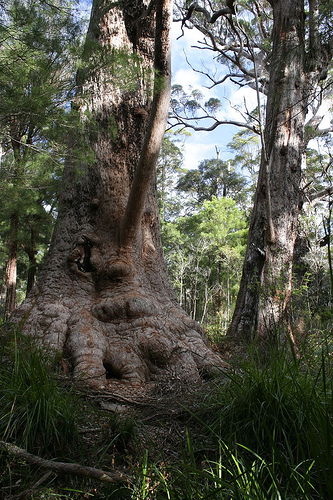 Valley Of The Giants Cottage - Accommodation Fremantle 0